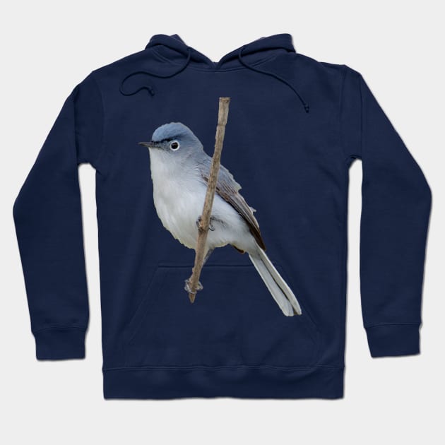 Blue grey gnatcatcher Hoodie by FlyingLilly